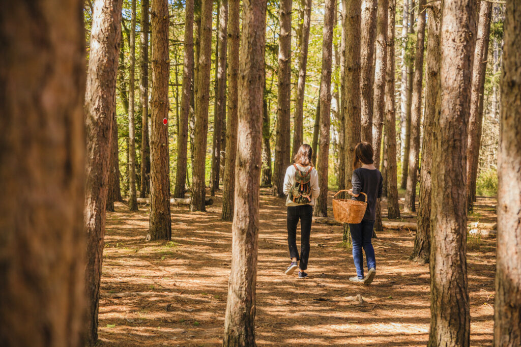 People walking through a pine forest trail